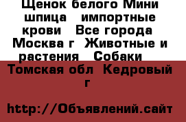 Щенок белого Мини шпица , импортные крови - Все города, Москва г. Животные и растения » Собаки   . Томская обл.,Кедровый г.